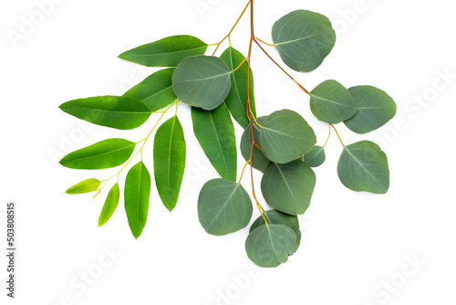 Green leaves of eucalyptus on white