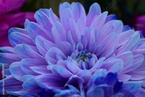 purple dahlia flower