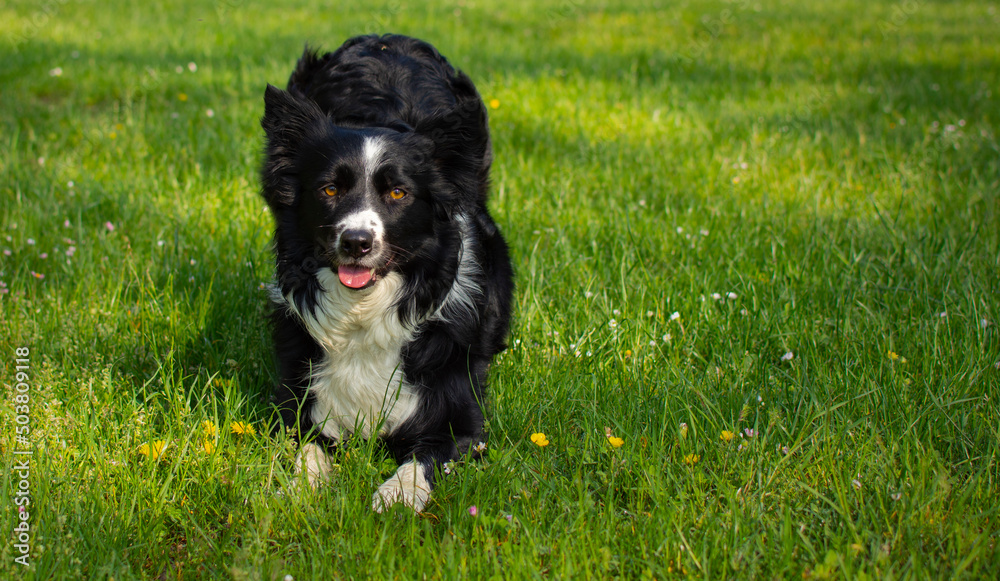 a stylish border collie puppy dog bows to the camera in a beautiful green meadow a stylish border collie puppy dog bows to the camera in a beautiful green meadow