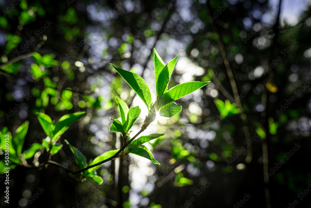 Leaf springtime Leaf springtime