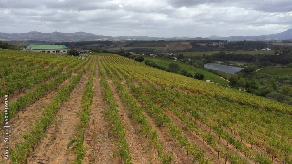Drone above view of scenic rows of vineyard on a hillside at Stellenbosch, South Africa Drone above view of scenic rows of vineyard on a hillside at Stellenbosch, South Africa