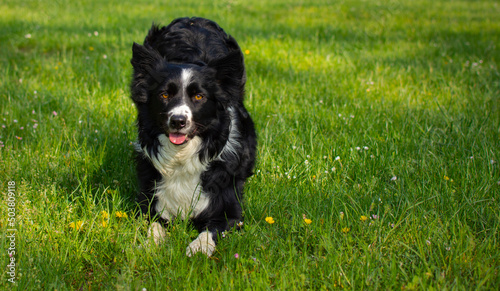 a stylish border collie puppy dog bows to the camera in a beautiful green meadow