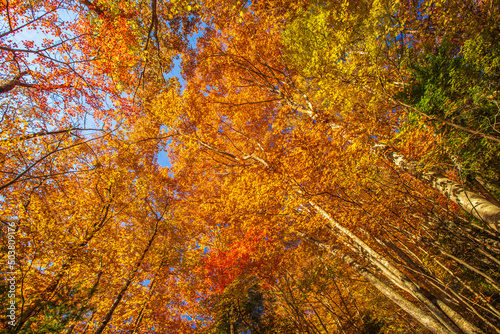 山梨県 西沢渓谷の紅葉