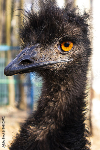 funny emu ostrich head close-up. the ostrich looks into the camera