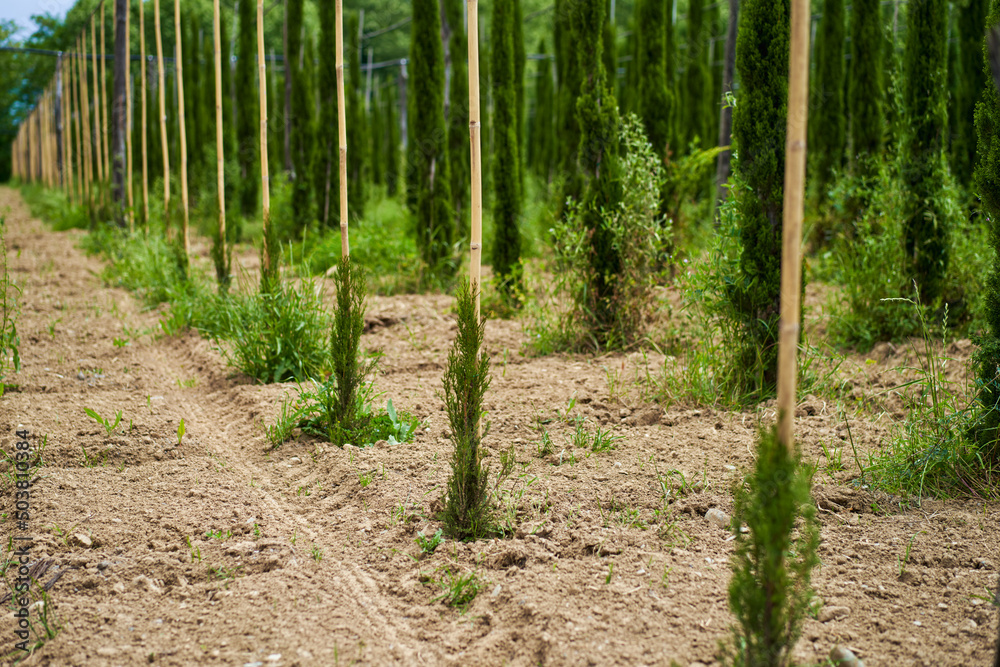 rows of a young tree nursery. Growing plants trees
