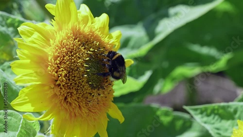 bumble bee on sunflowercollecting nectar close up view. Macro video of bee pollinating flower in summer time slow motion 4k