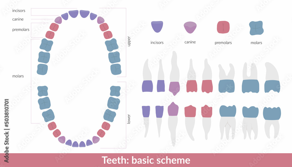 Dental jaw and tooth anatomy chart. Human teeth color scheme includes