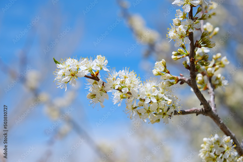 Blooming amerecan plum tree branch with white flowers in garden against bright blue sky spring natural background photo. Design template with copy space. Springtime blossom season gardening concept. Blooming amerecan plum tree branch with white flowers in garden against bright blue sky spring natural background photo. Design template with copy space. Springtime blossom season gardening concept.