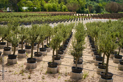 plantation market of young olive trees