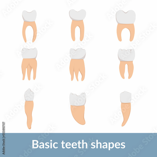 Set of basic teeth shapes