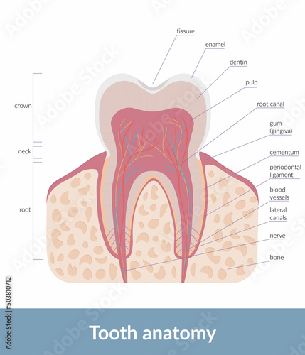 Tooth anatomy. Detailed scheme of teeth structures, including enamel, dentin, blood vessels and nerves