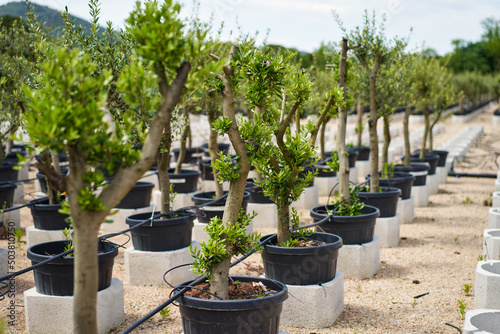 plantation market of young olive trees