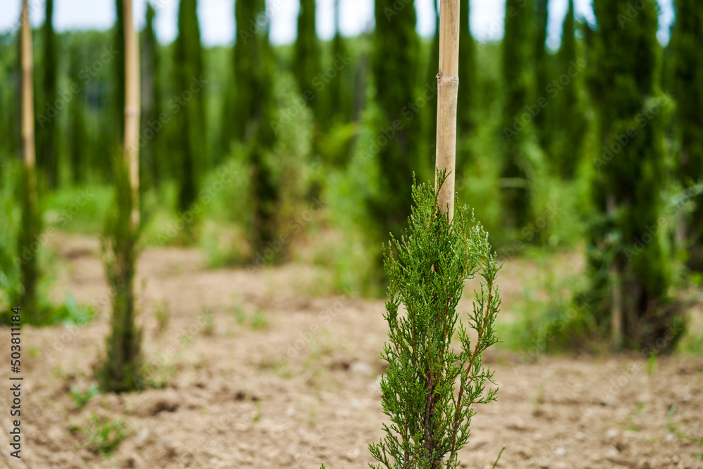 rows of a young tree nursery. Growing plants trees rows of a young tree nursery. Growing plants trees