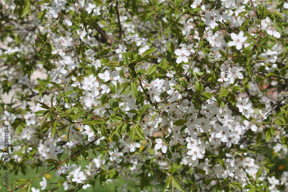 White flowers of cherry plum tree (Prunus cerasifera) and green leaves White flowers of cherry plum tree (Prunus cerasifera) and green leaves