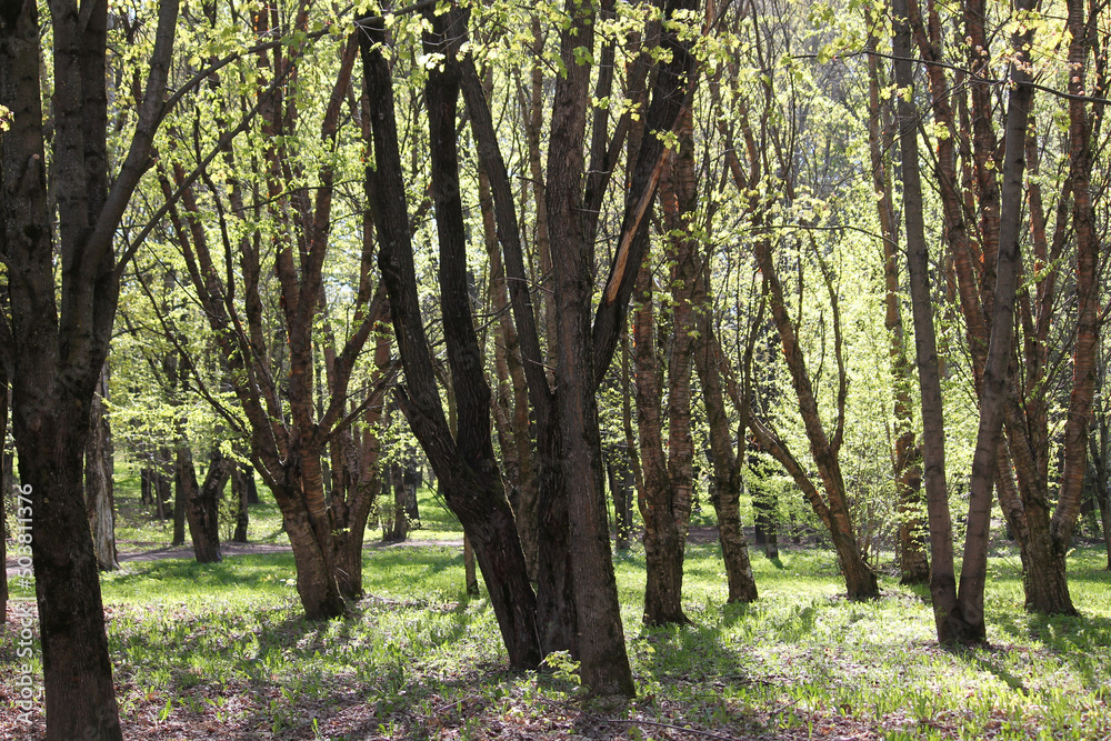 Spring park with old Manchurian cherry (Prunus maackii) trees Spring park with old Manchurian cherry (Prunus maackii) trees