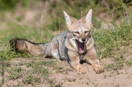 Pampas Grey fox yawning ,in Pampas grass environment, La Pampa province, Patagonia, Argentina. © foto4440