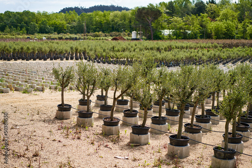 View in the rows of a young tree nursery. Growing plants trees