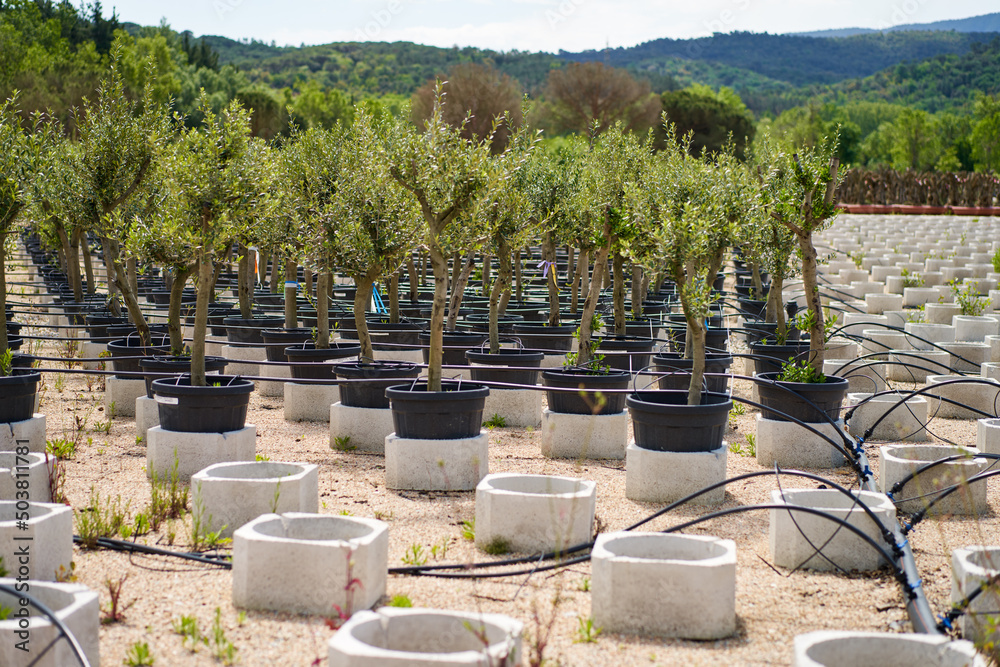 View in the rows of a young tree nursery. Growing plants trees View in the rows of a young tree nursery. Growing plants trees