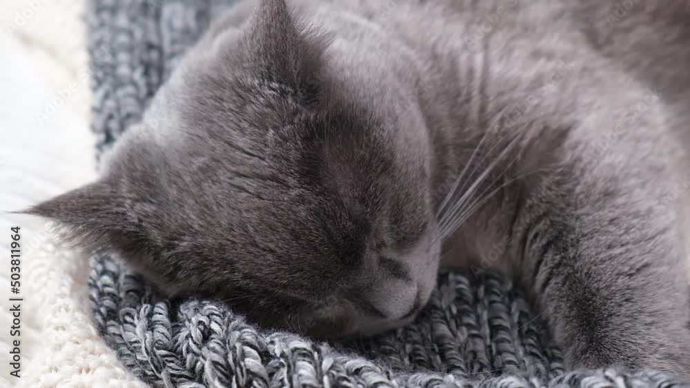 The grey cat Chartreuse sleeps lightly on the bed. The cat's daytime nap. The grey cat Chartreuse sleeps lightly on the bed. The cat's daytime nap.