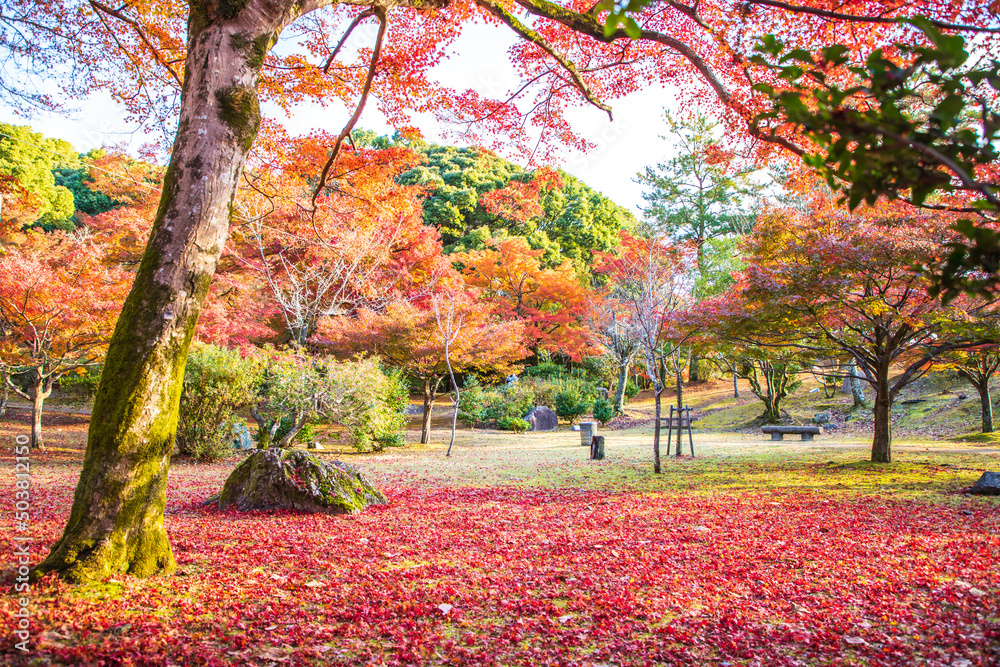京都　嵐山の美しい紅葉