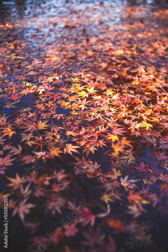 水面と落ち葉 秋のイメージ