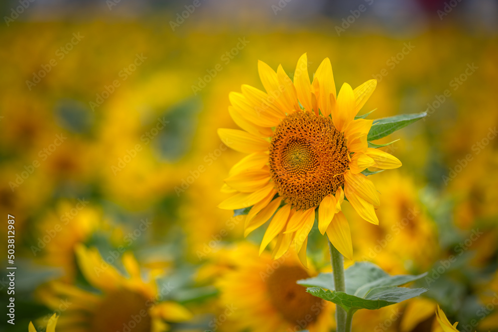 Fototapeta premium ひまわりの花 夏のイメージ