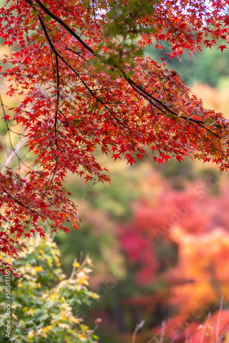 紅葉 秋のイメイメージ