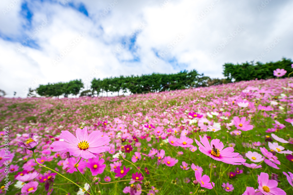 コスモスの花 秋のイメージ コスモスの花 秋のイメージ