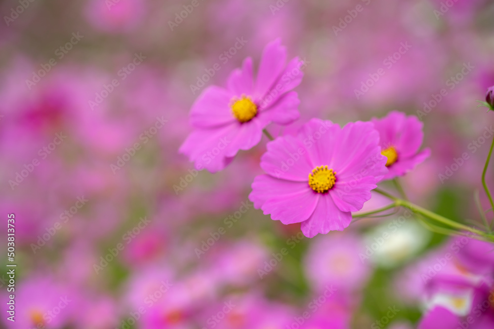 コスモスの花 秋のイメージ コスモスの花 秋のイメージ