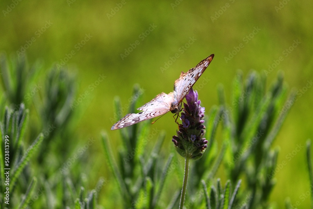 Photograph of a beautiful butterfly resting on a plant in the garden. Photograph of a beautiful butterfly resting on a plant in the garden.