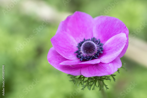 アネモネの花　春のイメージ