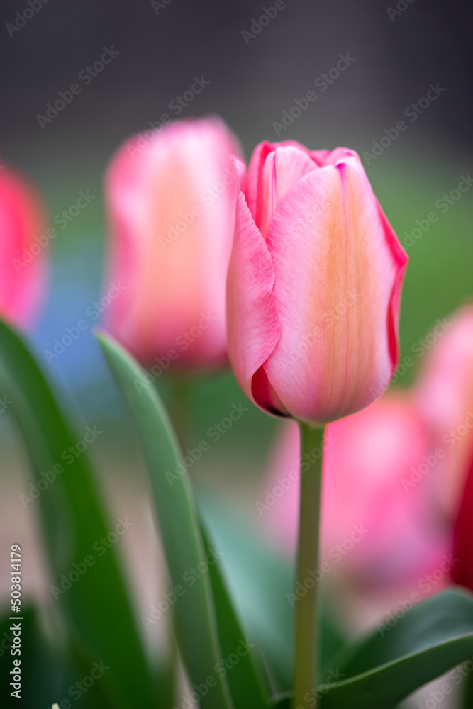 Naklejka premium チューリップの花 春のイメージ