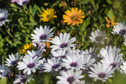 white and purple flowers