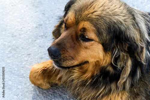 close up portrait of a street dog under natural sunlight