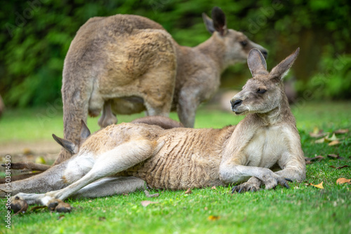 カンガルーのポートレート