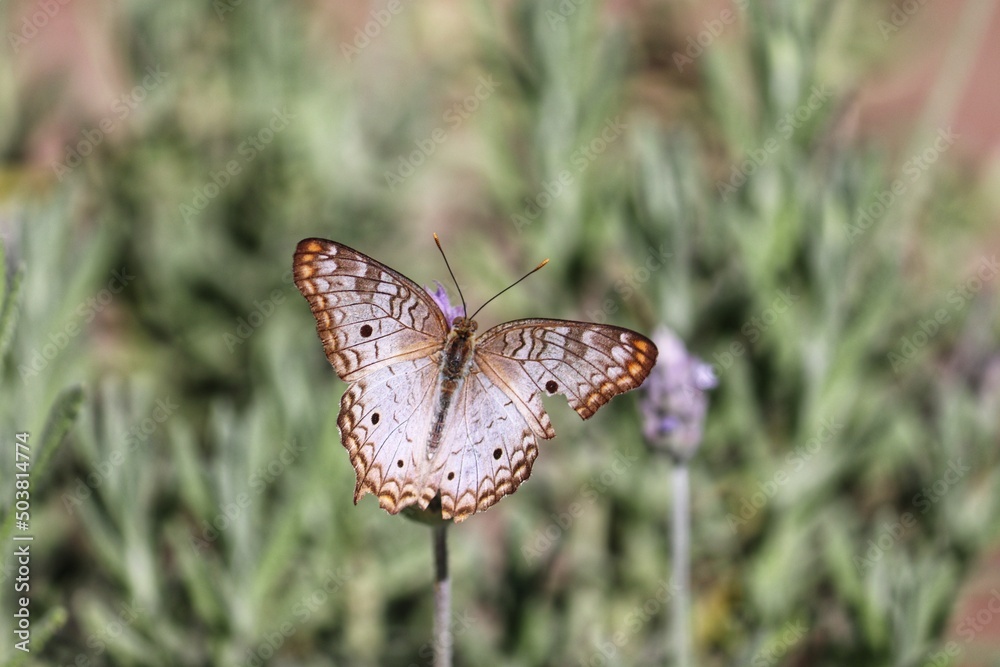 Obraz premium Photograph of a beautiful butterfly resting on a plant in the garden.