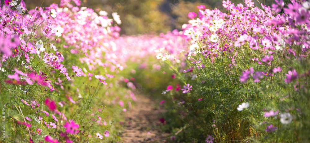 Naklejka premium コスモスの花 秋のイメージ