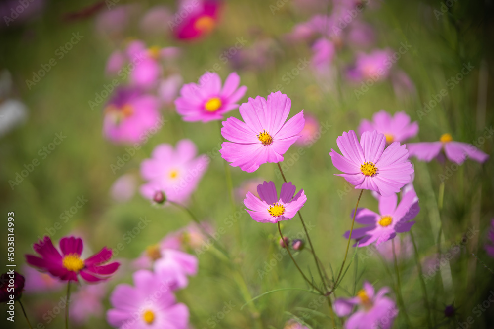 コスモスの花　秋のイメージ