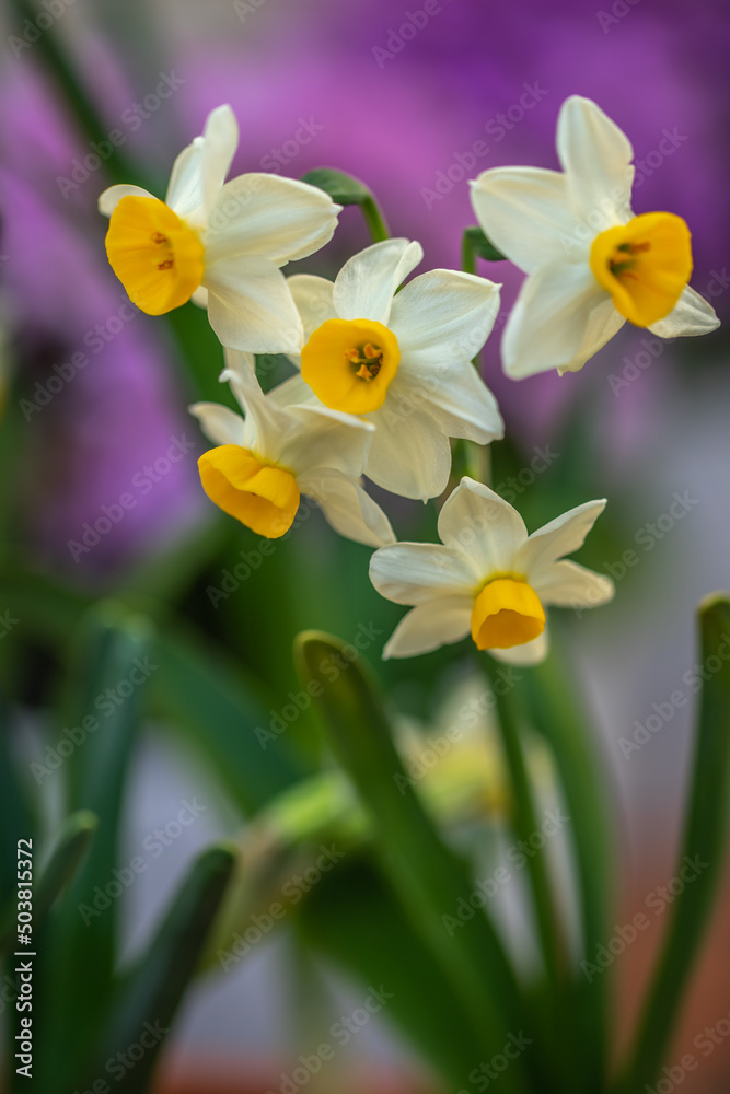 Fototapeta premium 水仙の花 初春イメージ