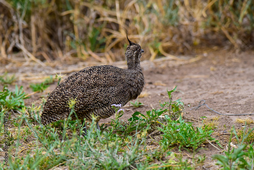  Elegant crested tinamou, Eudromia elegans, Pampas grassland environment, La Pampa province, Patagonia, Argentina. photo