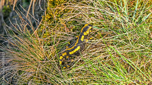 Feuersalamander 1