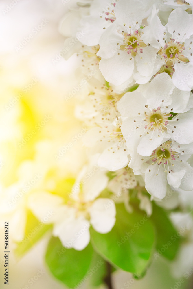 spring backgroung flowering cherry flowers tree and leaves