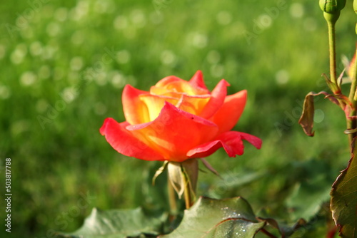 colorful beautiful rose flower blooming in garden in spring