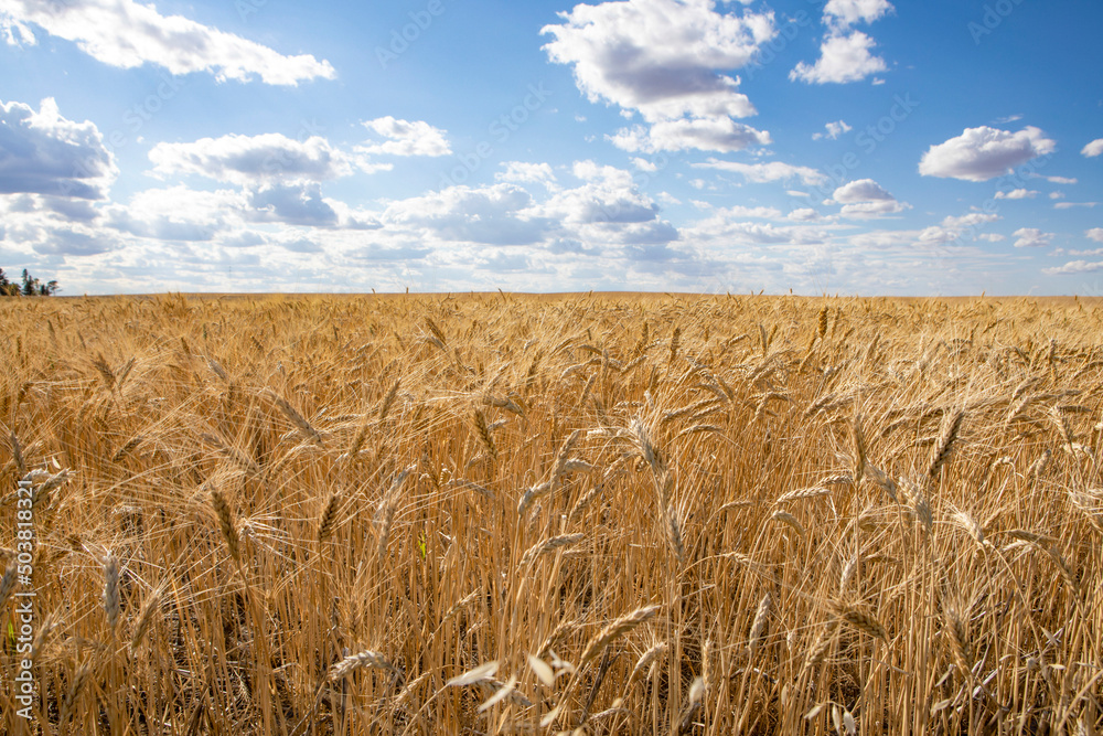 Wheat farm in North Dakota