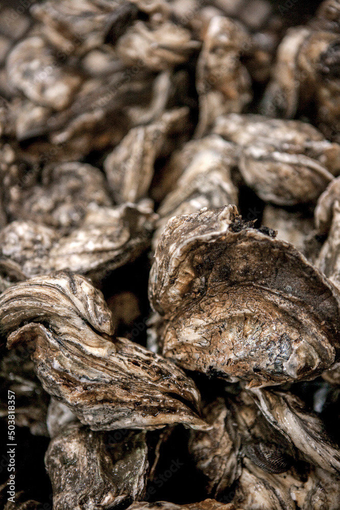 Operations at a large oyster processing facilities the US