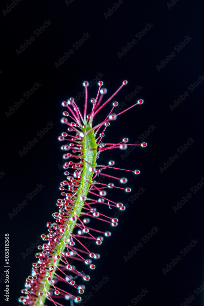 Drosera intermedia sundew plant macrophoto