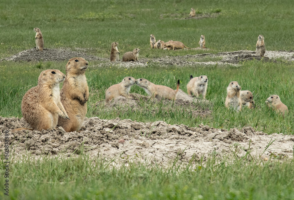 Naklejka premium A big family of prairie dogs in Badlands National Park