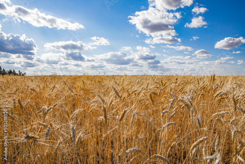 Tableau sur toile Wheat farm in North Dakota