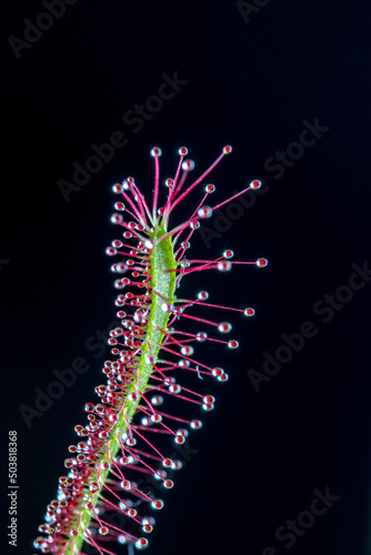 Drosera intermedia sundew plant macrophoto
