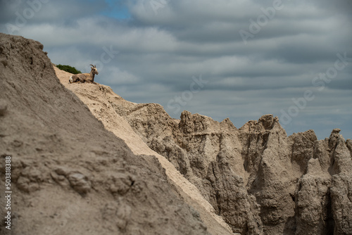 A Mountain goat on cliff in the vista of Badlands National Park